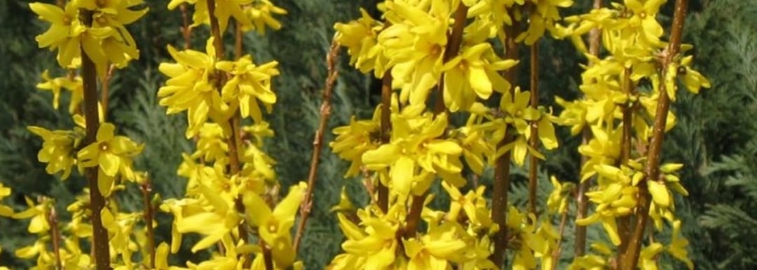 Yellow Forsythia flowers.
