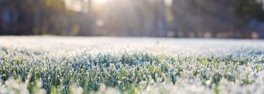 A wide angle shot of frosty grass.